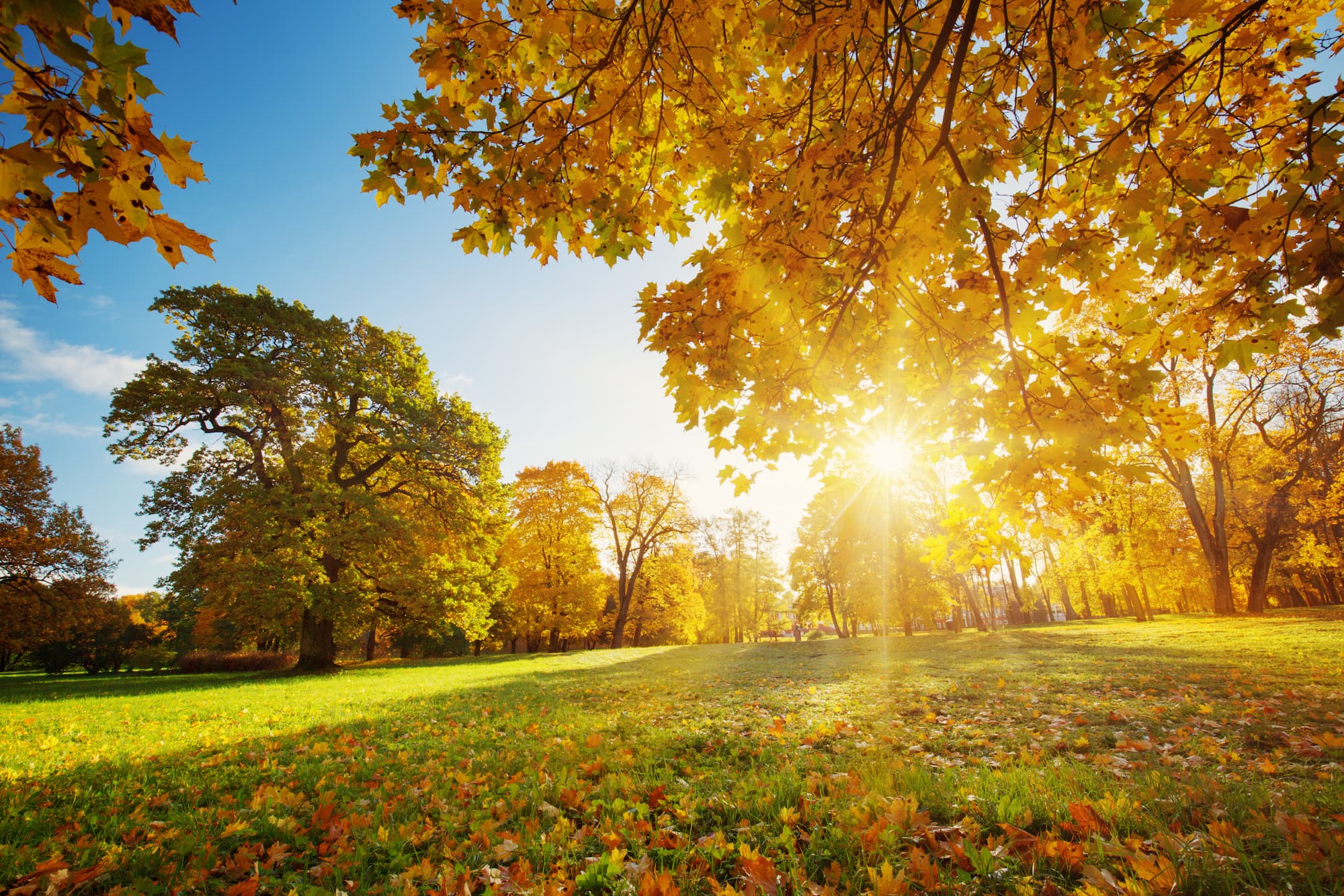 Forest in the fall with orange and yellow leaves.